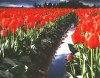 Tulips and Reflection