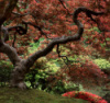 Laceleaf Maple